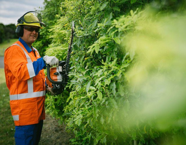 Hedge Trimming