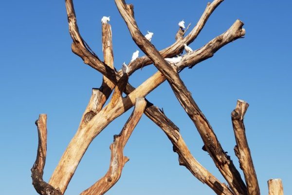 Canberra Conservation Project Canberra Conservation Project