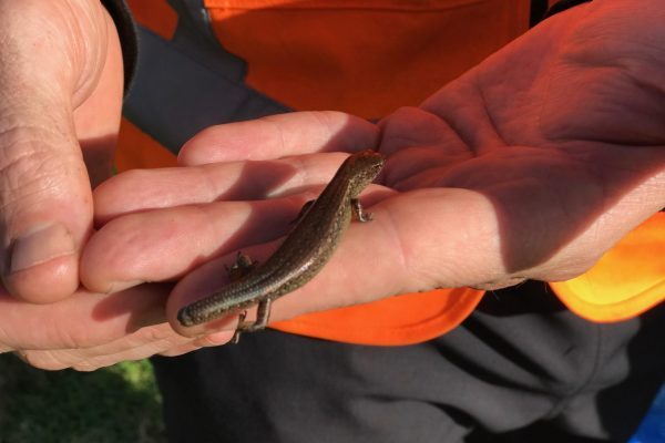 Tawaipareira lizard salvage 2019 copper skink 1 Protecting Lizards