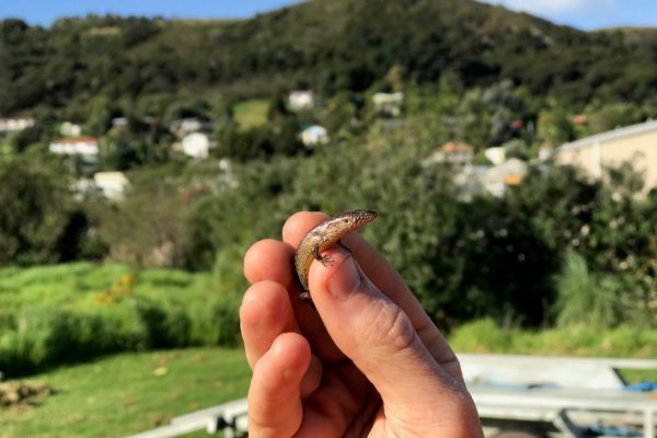 Tawaipareira lizard salvage 2019 copper skink 4 Protecting Lizards