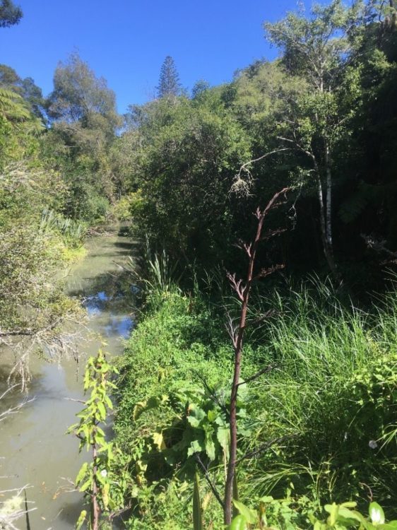 Inanga spawning site in Wairaki Stream Reserve, Puketapapa