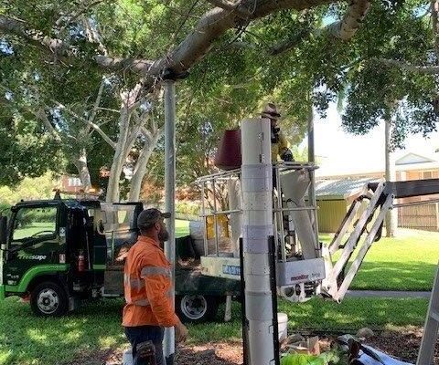 4 Treescape Root feeder