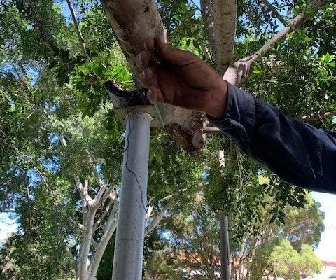 5 treescape Tree support