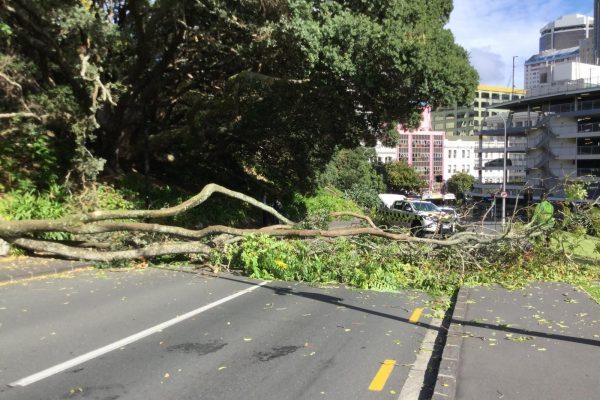Critical in Auckland CBD Fallen Tree in Auckland CBD