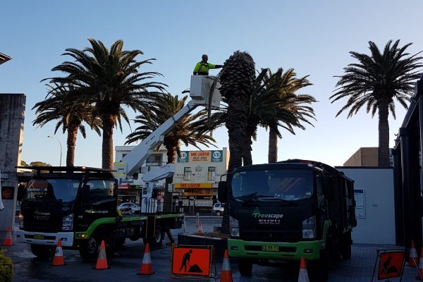 Palm Project -the Kingsway Cronulla (2) Palm Project -the Kingsway Cronulla (2)