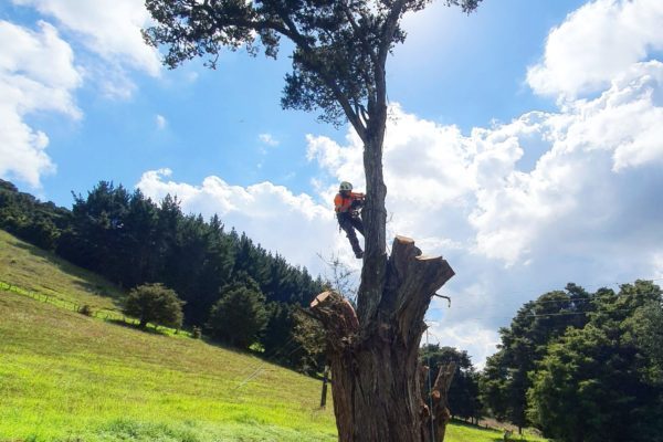 Tree Matters (1) Tree Matters (1)